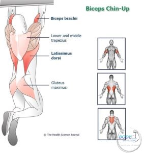 Biceps Chin-Up